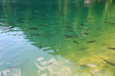 Blausee, Bernese Oberland, Kandergrund, İsviçre 'de bulunan bir göldür..
