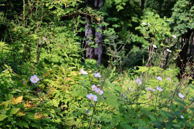 Jaysinia, Samons, Haute-Savoie 'de bulunan bir botanik bahçesi.
