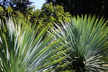 Taşlaşan fıskiyeler bahçesi Auvergne-Rhone-Alpes bölgesinde, Fransız Bölgesi 'nin La Sne belediyesine bağlı 8 bin m2' lik bir alana sahip özel bir parktır..