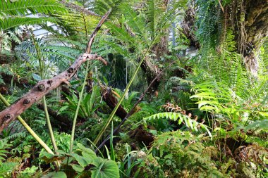 Cenevre 'nin bir müzesi ve Cenevre şehrinin bir kurumu olan Cenevre şehrinin konservatuarındaki bitkilere ve botanik bahçesine bakın..