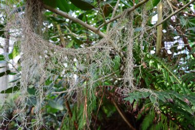 Cenevre 'nin bir müzesi ve Cenevre şehrinin bir kurumu olan Cenevre şehrinin konservatuarındaki bitkilere ve botanik bahçesine bakın..