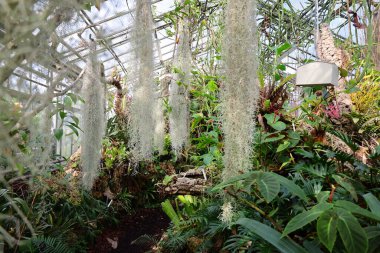Cenevre 'nin bir müzesi ve Cenevre şehrinin bir kurumu olan Cenevre şehrinin konservatuarındaki bitkilere ve botanik bahçesine bakın..