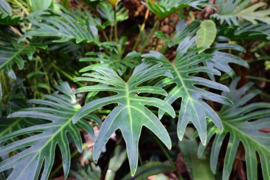 Cenevre 'nin bir müzesi ve Cenevre şehrinin bir kurumu olan Cenevre şehrinin konservatuarındaki bitkilere ve botanik bahçesine bakın..