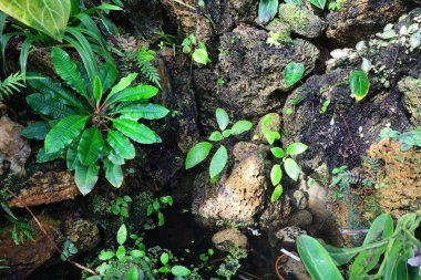 Cenevre 'nin bir müzesi ve Cenevre şehrinin bir kurumu olan Cenevre şehrinin konservatuarındaki bitkilere ve botanik bahçesine bakın..