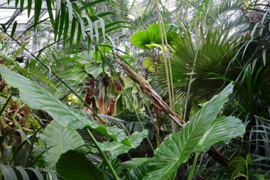 Cenevre 'nin bir müzesi ve Cenevre şehrinin bir kurumu olan Cenevre şehrinin konservatuarındaki bitkilere ve botanik bahçesine bakın..