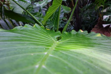 Cenevre 'nin bir müzesi ve Cenevre şehrinin bir kurumu olan Cenevre şehrinin konservatuarındaki bitkilere ve botanik bahçesine bakın..