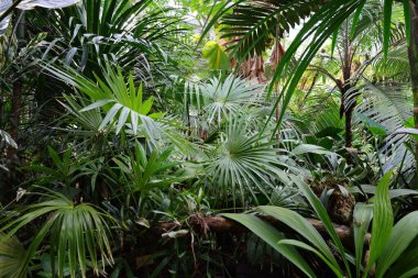 Cenevre 'nin bir müzesi ve Cenevre şehrinin bir kurumu olan Cenevre şehrinin konservatuarındaki bitkilere ve botanik bahçesine bakın..