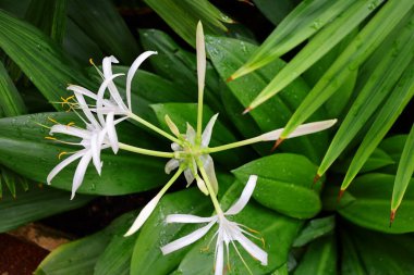 Cenevre 'nin bir müzesi ve Cenevre şehrinin bir kurumu olan Cenevre şehrinin konservatuarındaki bitkilere ve botanik bahçesine bakın..