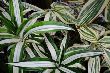 Cenevre 'nin bir müzesi ve Cenevre şehrinin bir kurumu olan Cenevre şehrinin konservatuarındaki bitkilere ve botanik bahçesine bakın..