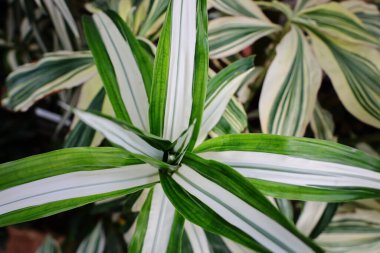 Cenevre 'nin bir müzesi ve Cenevre şehrinin bir kurumu olan Cenevre şehrinin konservatuarındaki bitkilere ve botanik bahçesine bakın..