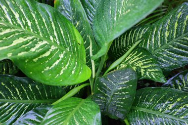 Cenevre 'nin bir müzesi ve Cenevre şehrinin bir kurumu olan Cenevre şehrinin konservatuarındaki bitkilere ve botanik bahçesine bakın..