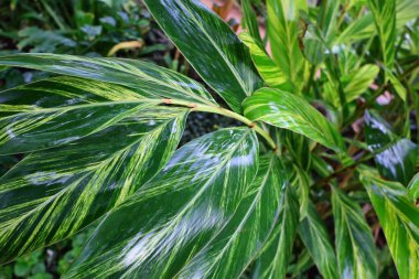 Cenevre 'nin bir müzesi ve Cenevre şehrinin bir kurumu olan Cenevre şehrinin konservatuarındaki bitkilere ve botanik bahçesine bakın..