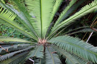 Cenevre 'nin bir müzesi ve Cenevre şehrinin bir kurumu olan Cenevre şehrinin konservatuarındaki bitkilere ve botanik bahçesine bakın..