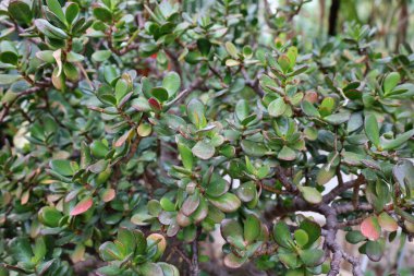 Cenevre 'nin bir müzesi ve Cenevre şehrinin bir kurumu olan Cenevre şehrinin konservatuarındaki bitkilere ve botanik bahçesine bakın..