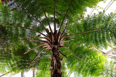 Cenevre 'nin bir müzesi ve Cenevre şehrinin bir kurumu olan Cenevre şehrinin konservatuarındaki bitkilere ve botanik bahçesine bakın..