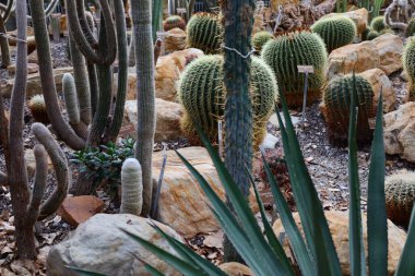 Cenevre 'nin bir müzesi ve Cenevre şehrinin bir kurumu olan Cenevre şehrinin konservatuarındaki bitkilere ve botanik bahçesine bakın..