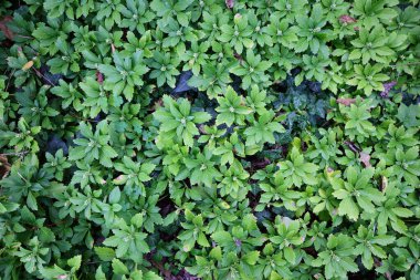 Cenevre 'nin bir müzesi ve Cenevre şehrinin bir kurumu olan Cenevre şehrinin konservatuarındaki bitkilere ve botanik bahçesine bakın..
