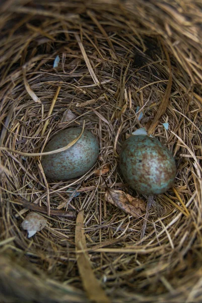 SONY DSC Yuvası, kuş yumurtaları, kuşlar, orman