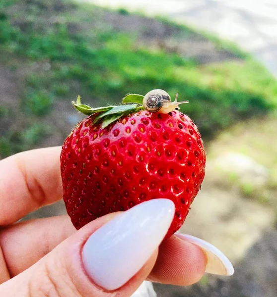 Ένα Μικρό Σαλιγκάρι Μια Φράουλα — Φωτογραφία Αρχείου