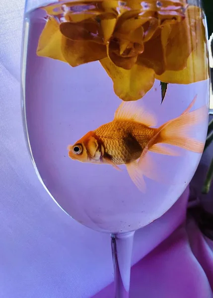 Goldfisch Glas Mit Einer Rose — Stockfoto