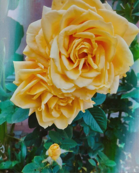 Roses Jaunes Dans Jardin — Photo
