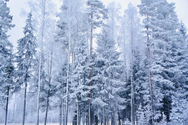 Kalter Tag im verschneiten Winterwald — Stockfoto