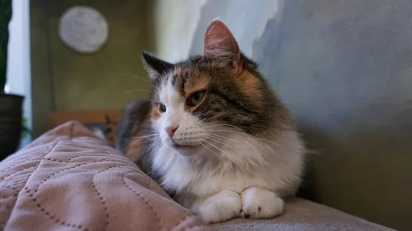 Кошка Лежит Диване — стоковое фото