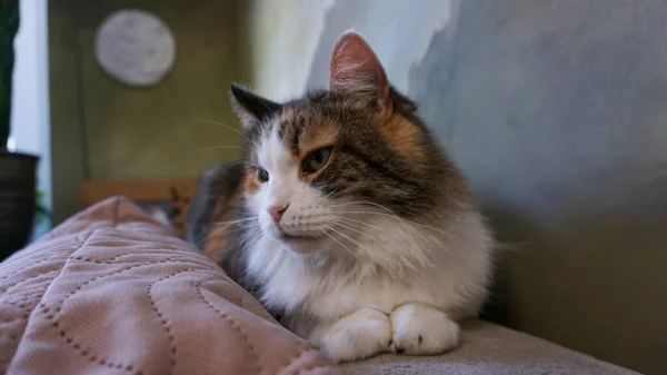Kedi kanepede yatıyor.