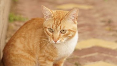 Kızıl saçlı, kırmızı gözlü bir kedi..