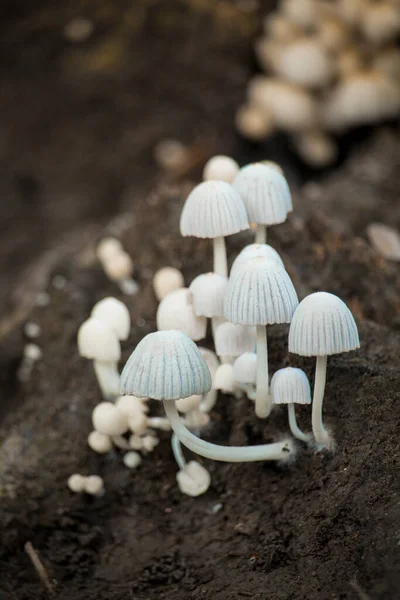 Alguns Belos Cogumelos Brancos — Fotografia de Stock