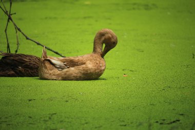 Kahverengi ördekler suda yüzüyor.