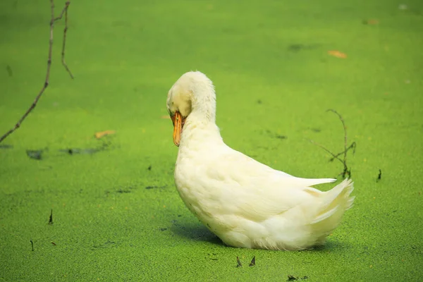 Belo Pato Branco Está Tomando Banho Água Lagoa — Fotografia de Stock