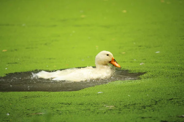Belo Pato Branco Está Tomando Banho Água Lagoa — Fotografia de Stock