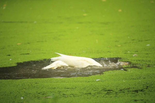 美しい白いアヒルが池の水の中で入浴しています — ストック写真