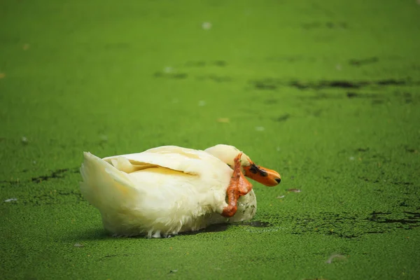 Belo Pato Branco Está Tomando Banho Água Lagoa — Fotografia de Stock