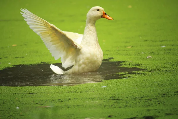 Egy Gyönyörű Fehér Kacsa Fürdik Vizében — Stock Fotó