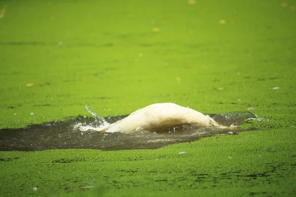 美しい白いアヒルが池の水の中で入浴しています — ストック写真