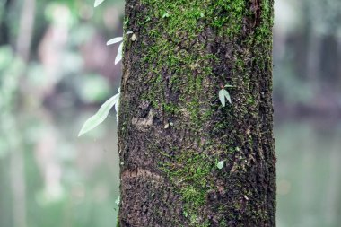 Bulanık arkaplan bir ağaç portresi