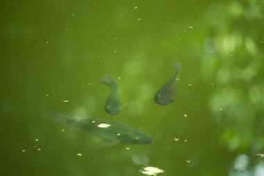 Yeşil Tilapia balığı gölette yüzüyor.