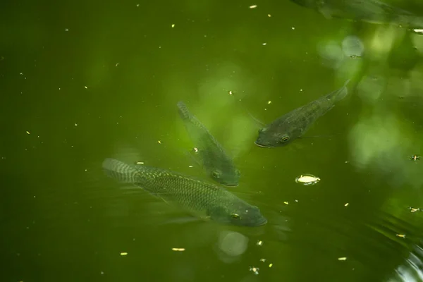 Zielona Ryba Tilapia Pływająca Stawie — Zdjęcie stockowe