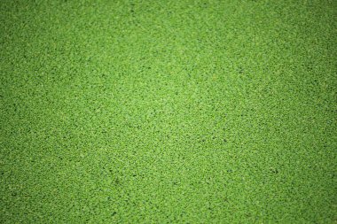 Suda yüzen sayısız küçük su sümbülü.