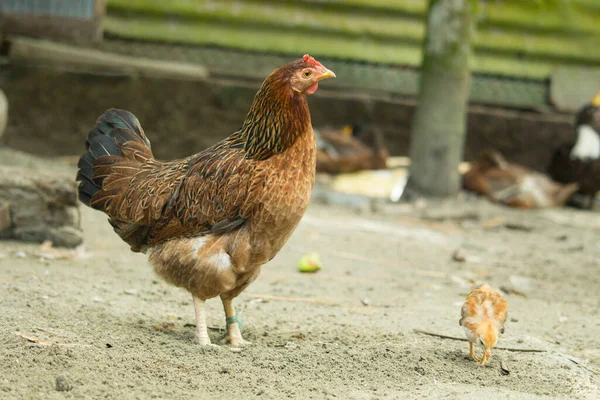 Orada Kahverengi Bir Tavuk Bir Civciv Duruyor — Stok fotoğraf