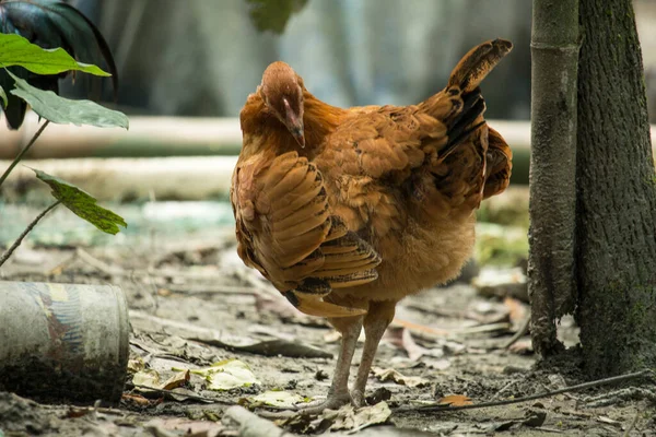 Orada Duran Kahverengi Bir Tavuk Var — Stok fotoğraf