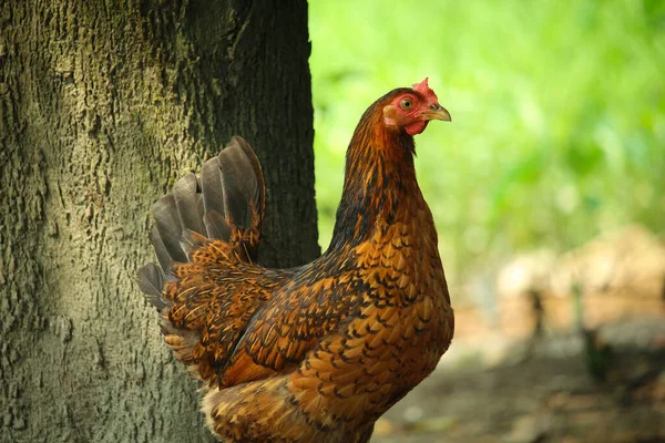 Orada Duran Kahverengi Bir Tavuk Var — Stok fotoğraf