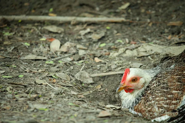 Beyaz Tavuk Yerde Yuvarlanıyor — Stok fotoğraf