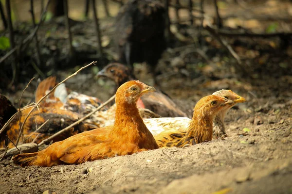 Kahverengi Tavuk Yerde Yuvarlanıyor — Stok fotoğraf