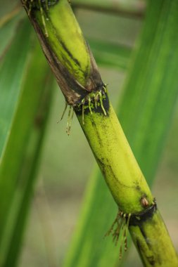 Yeşil şeker kamışının portresi