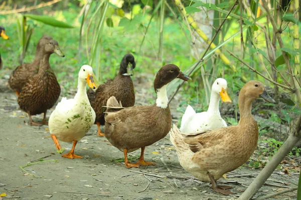 Pato Nativo Bengalí Diferentes Colores — Foto de Stock