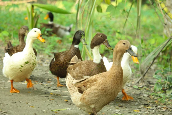 Bengalische Einheimische Ente Verschiedenen Farben — Stockfoto