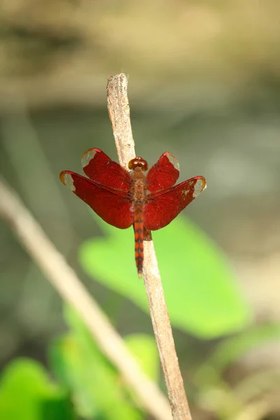 Portrait Red Grasshopper — Stock Photo, Image